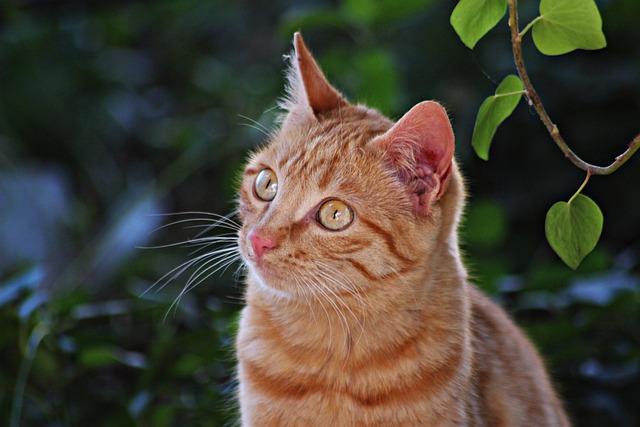 Free Cat Tabby photo and picture