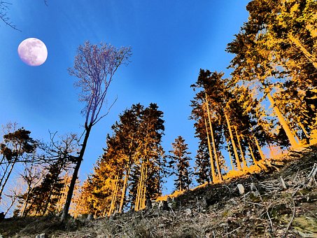 Free Moon Trees photo and picture
