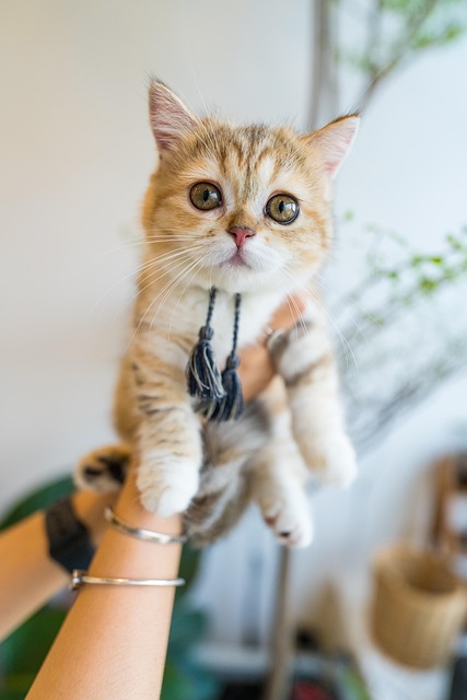 Kat, Killing, Kæledyr, Ung Kat, Dyr