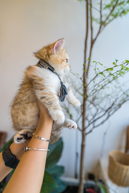 Kæledyr, Kat, Killing, Dyr, Portræt, Sød