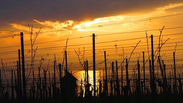Free Sunset Vineyard photo and picture