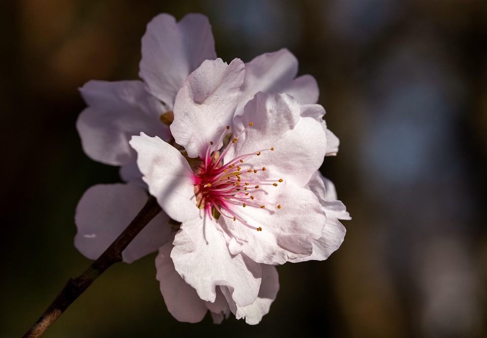 Cherry Blossom Flowers Spring - Free photo on Pixabay