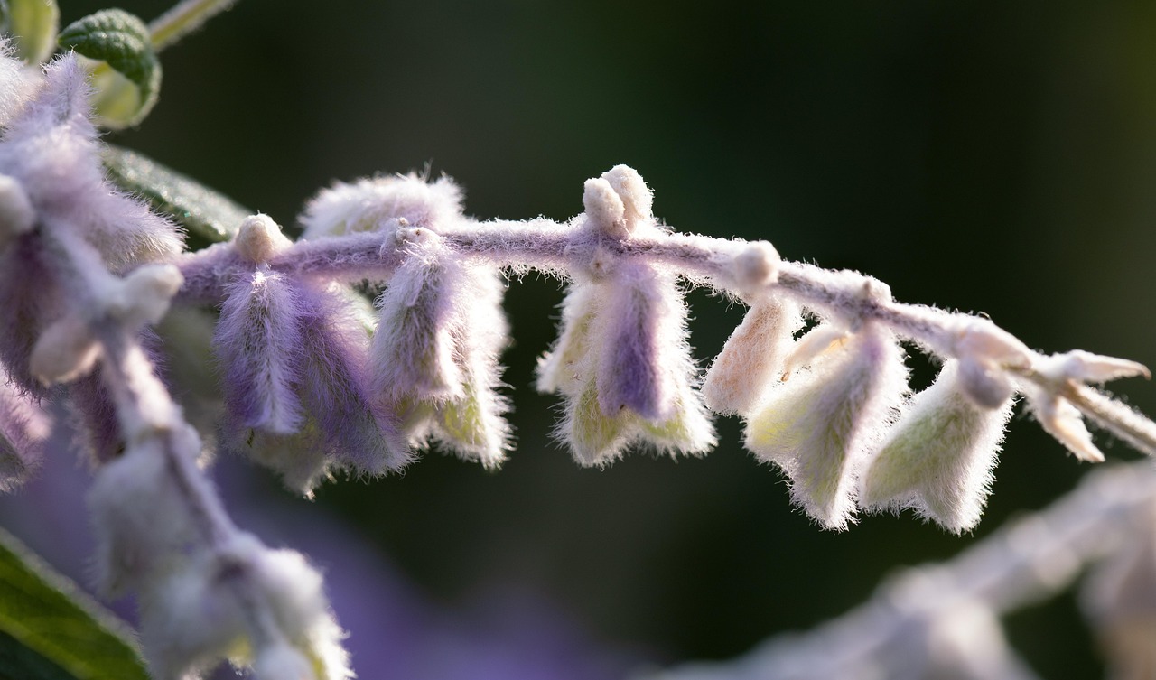 Sage Flowers Plant Free photo on Pixabay Pixabay