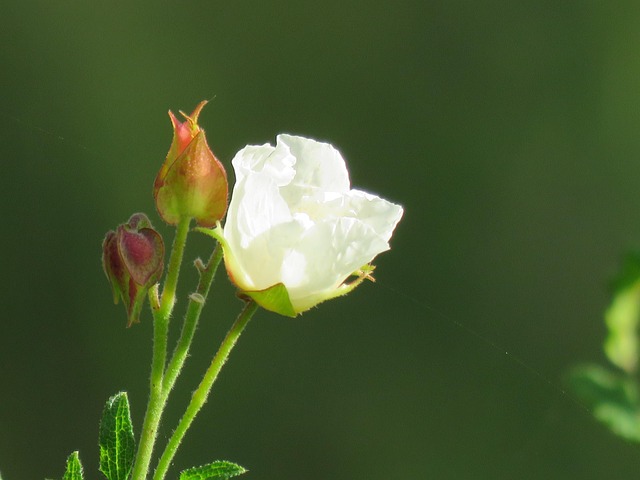Free Flower Nature photo and picture