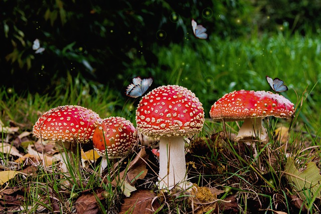 Free mushrooms fly agaric butterflies illustration