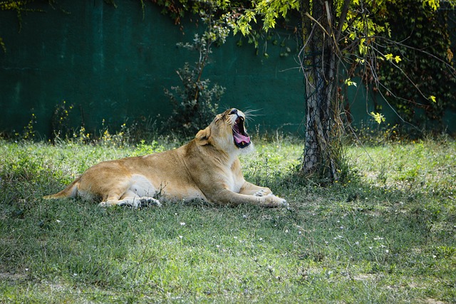 Löwin, Löwe, Tier, Säugetier