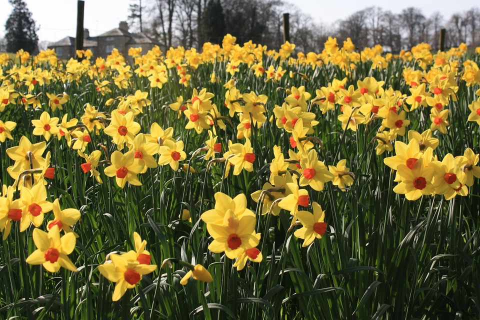 Flowers Daffodils Plants Free photo on Pixabay