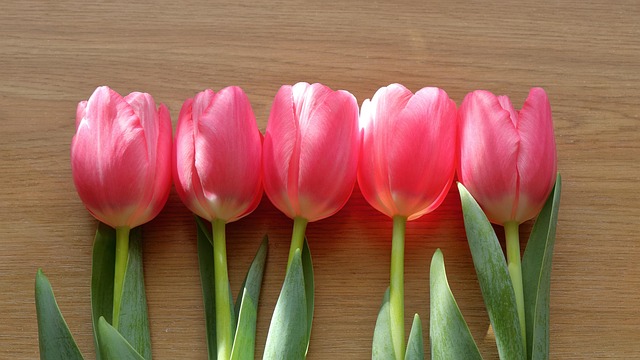 Free Tulips Flowers photo and picture