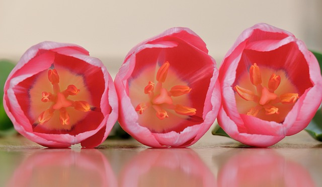 Free Tulips Flowers photo and picture