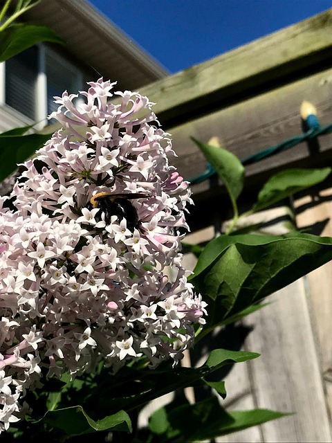 Lila, Primavera, Flores, Naturaleza