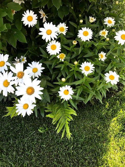 Margaritas, Jardín, Flores, El Verano