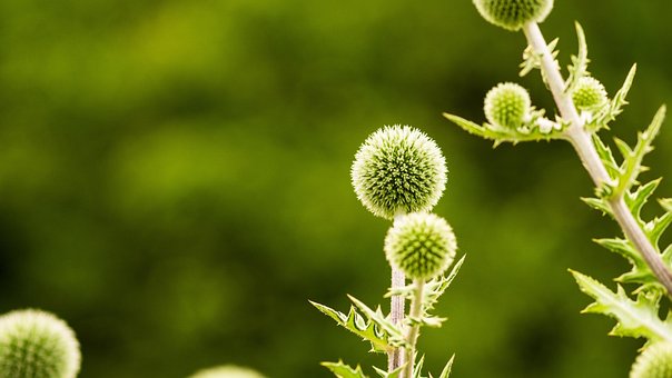 Free Vintage Lens Fauna photo and picture