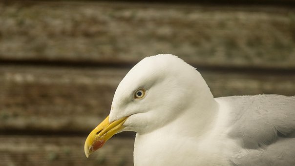 Free Birds Seagull photo and picture