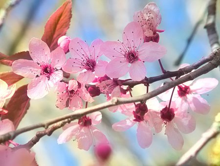 Free Yard Tree photo and picture