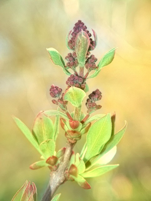 Free Lilo Clarke Giant Plant photo and picture