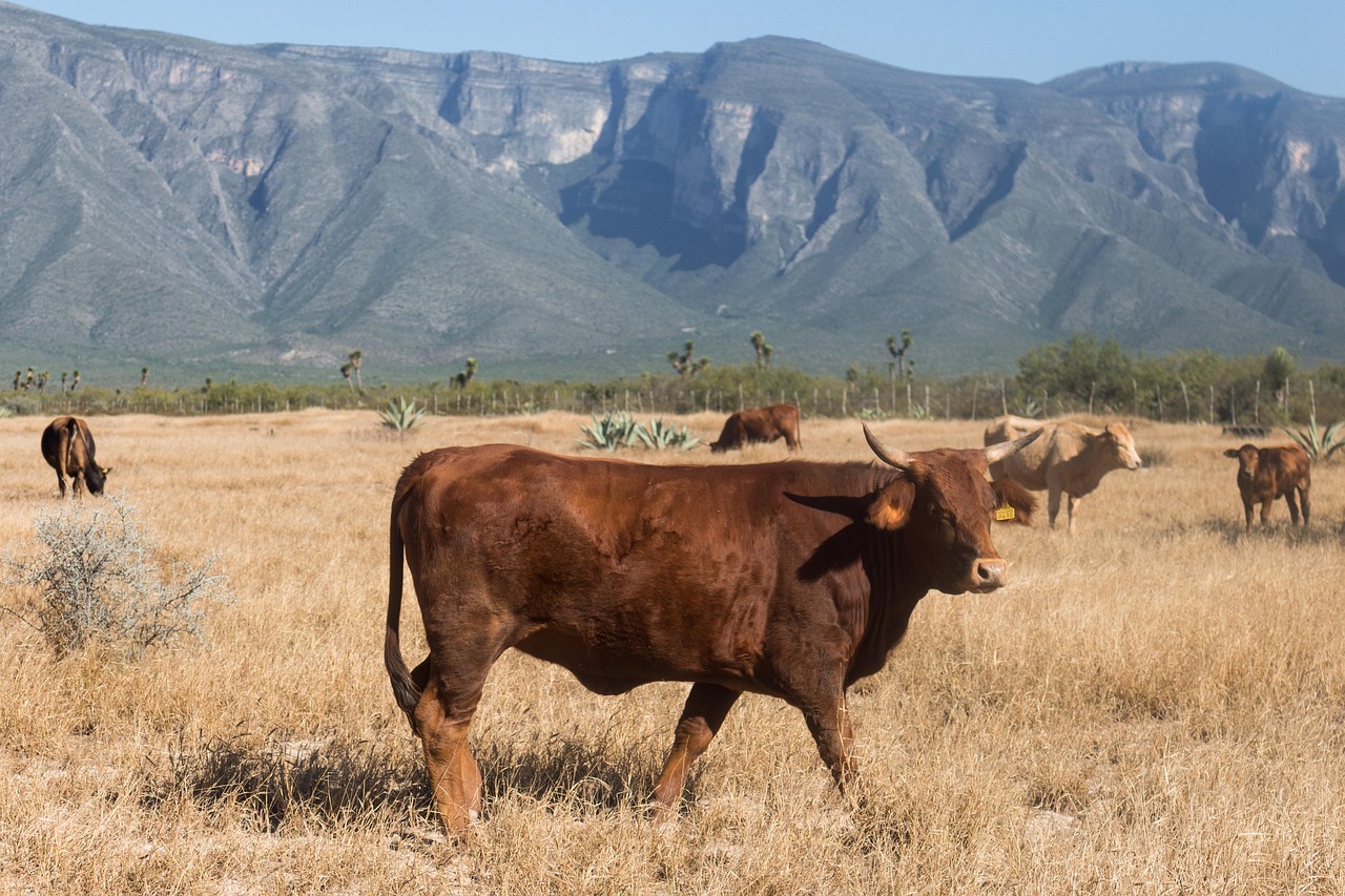 Cow Ranch Farm Free photo on Pixabay Pixabay