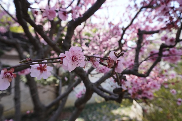 Free Cherry Blossom Flowers photo and picture