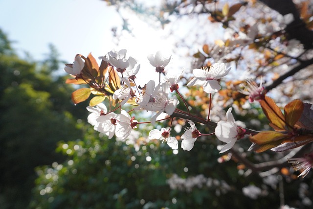 Free Flower Spring photo and picture