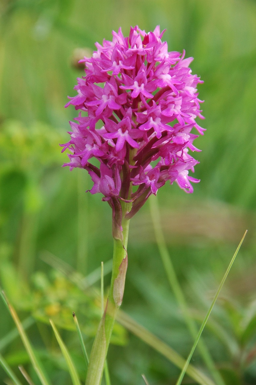 Orchidee Anakamptis - Kostenloses Foto auf Pixabay - Pixabay