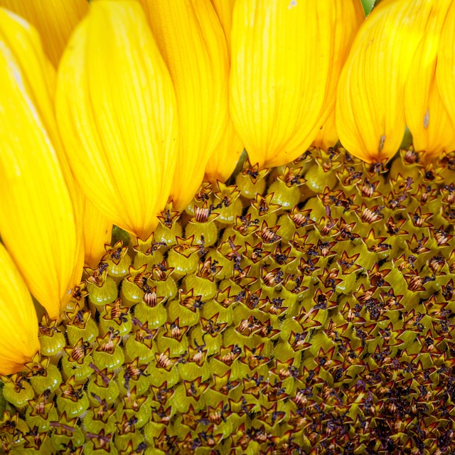 Girassol, Flor, Pétalas, Detalhe