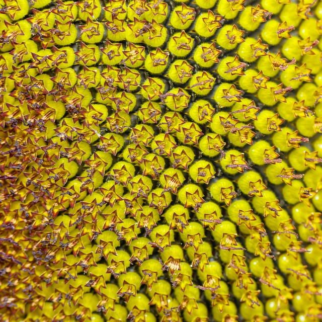 Girassol, Flor, Flores De Disco, Centro