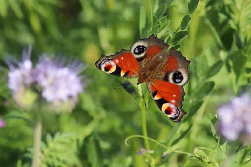 Mariposa, Insecto, Planta