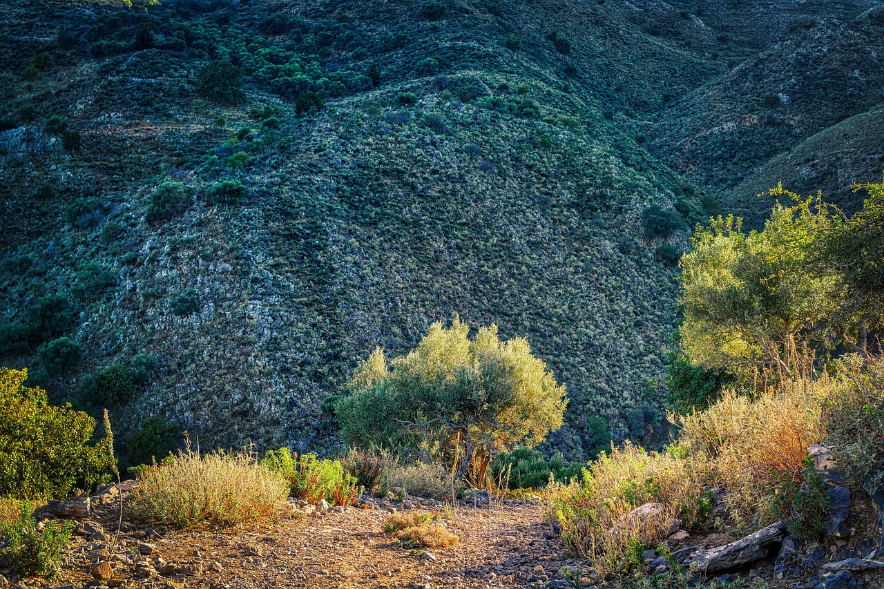 Trail - free online jigsaw puzzle photo