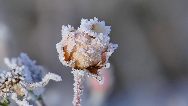 Free Winter Ice Cream photo and picture
