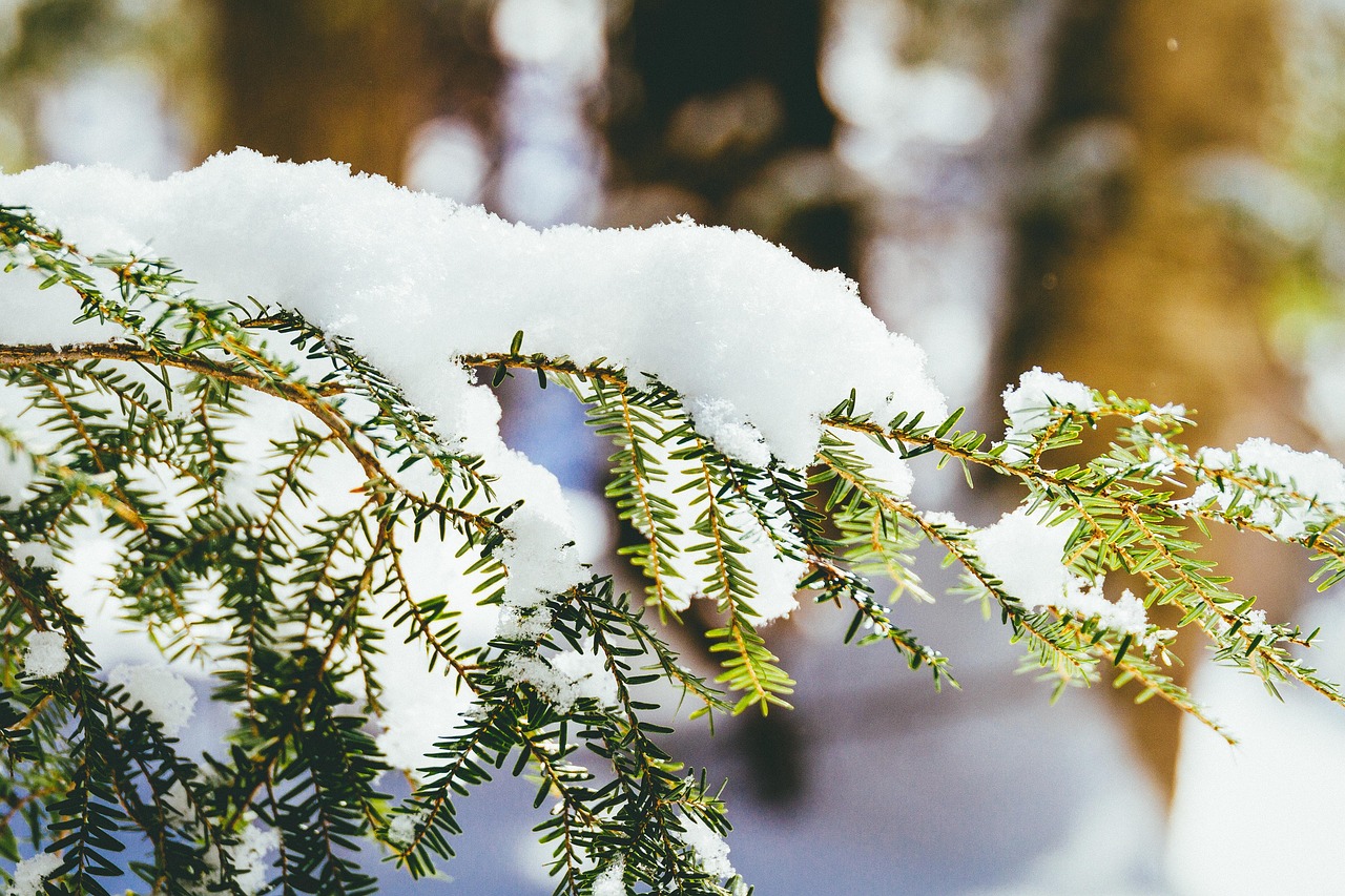 针叶树 常绿 雪 - Pixabay上的免费照片 - Pixabay