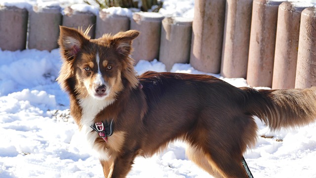 Free Australian Shepherd Dog photo and picture