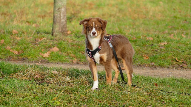 Free Australian Shepherd Dog photo and picture
