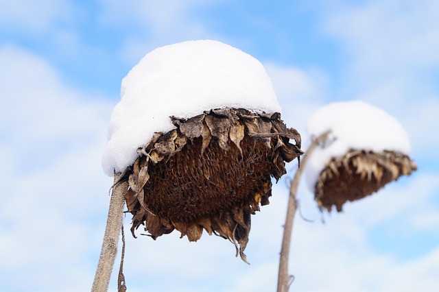 Winter, Schnee, Sonnenblume, Verwelkt
