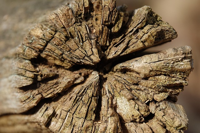 Holz, Protokoll, Baum, Bauholz