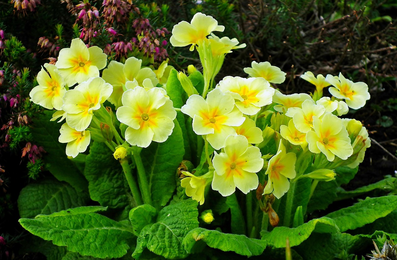Primrose Flowers Plants Free photo on Pixabay Pixabay
