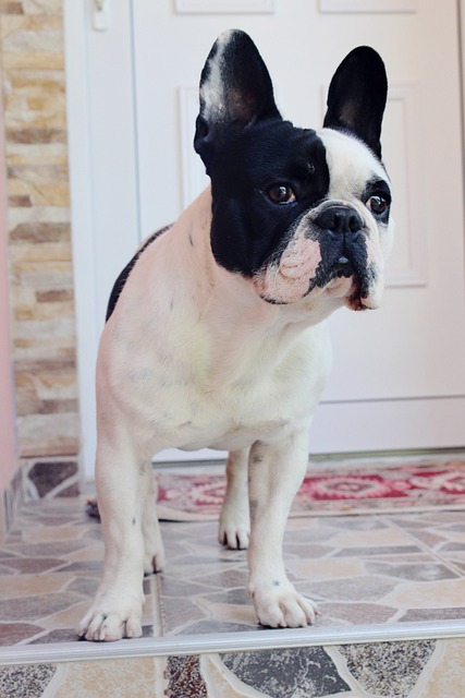 Free French Bulldog Dog photo and picture