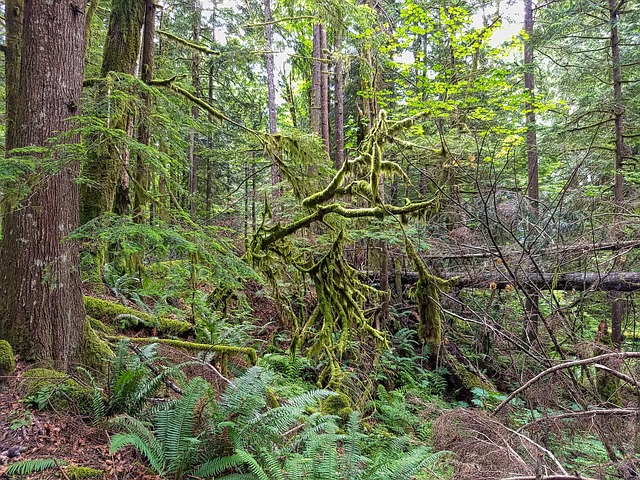 Free Forest Nature photo and picture