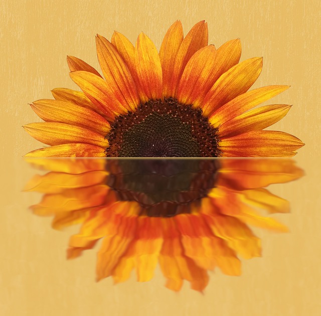 Free flower sunflower petals illustration