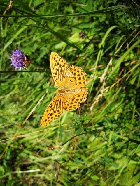 Free Alpine Butterfly photo and picture