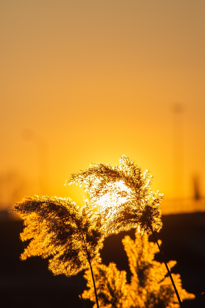 Sunset Reed Set Reeds Sunset Silhouettes - Free photo on Pixabay - Pixabay