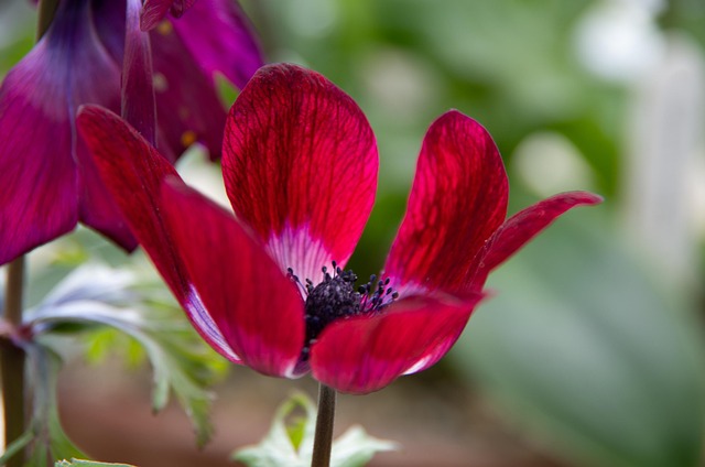 Free Anemone Flower photo and picture