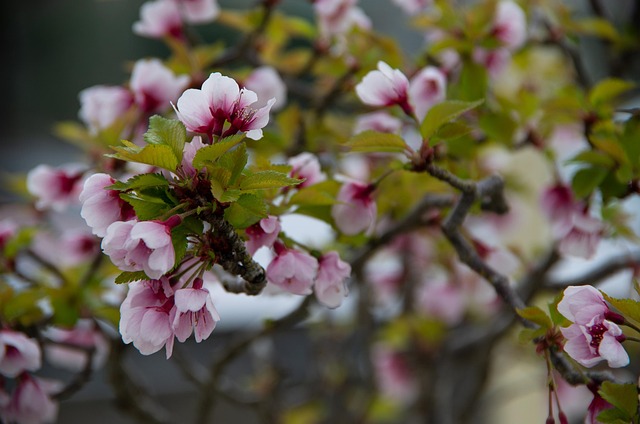 Free Pink Flower photo and picture
