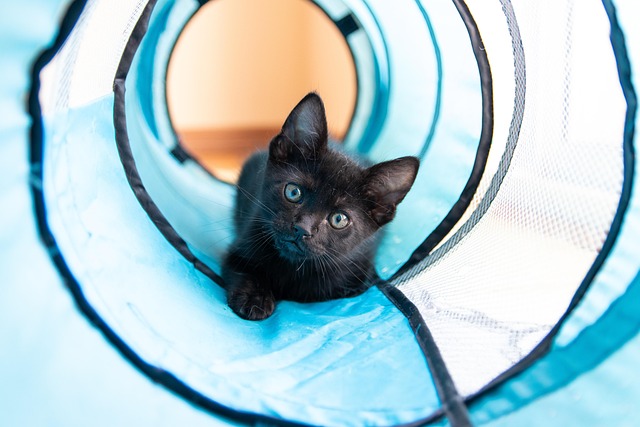 cat, kitten, pet, black cat, nature, play, whiskers, kitty, young cat, animal, domestic cat, feline, mammal, cute, beautiful, look
