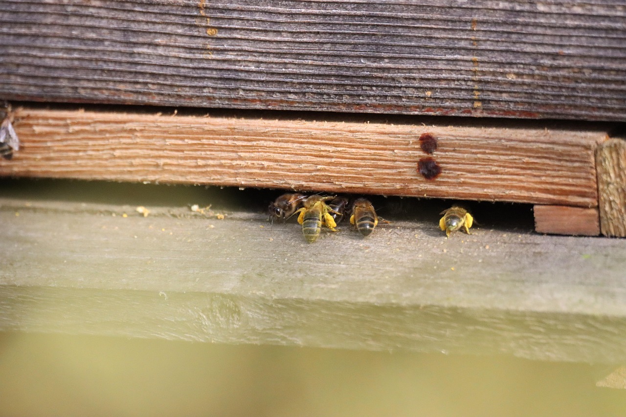 Bees Pollen Insects Free photo on Pixabay Pixabay