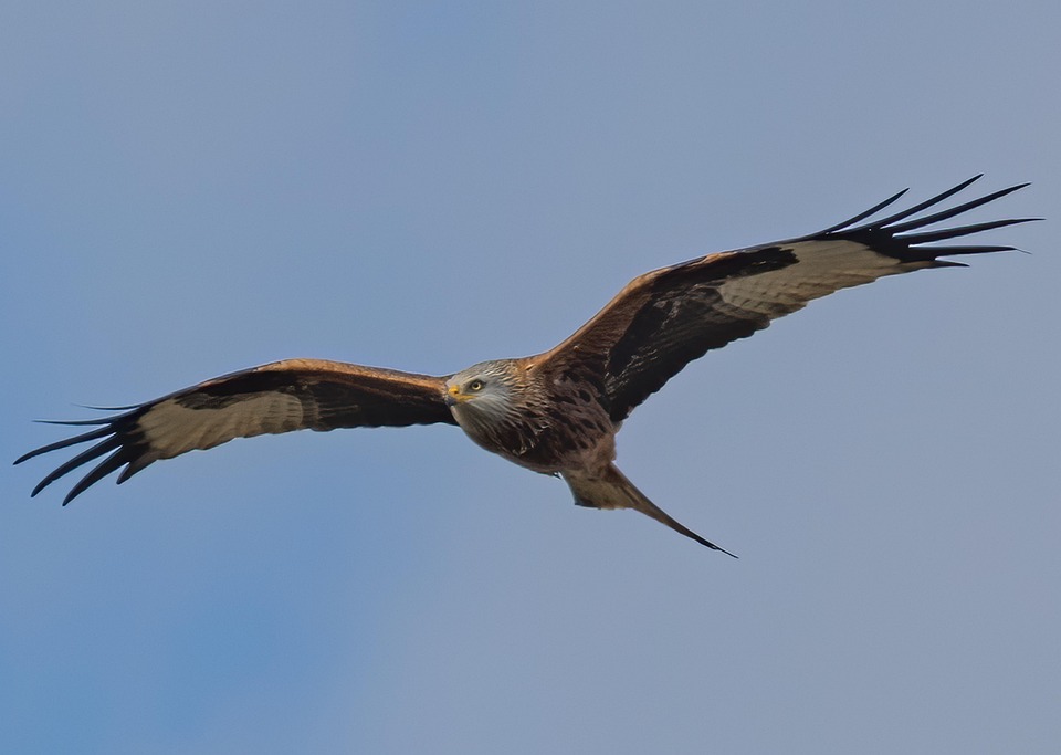 Red Kite Bird Flying Free photo on Pixabay Pixabay