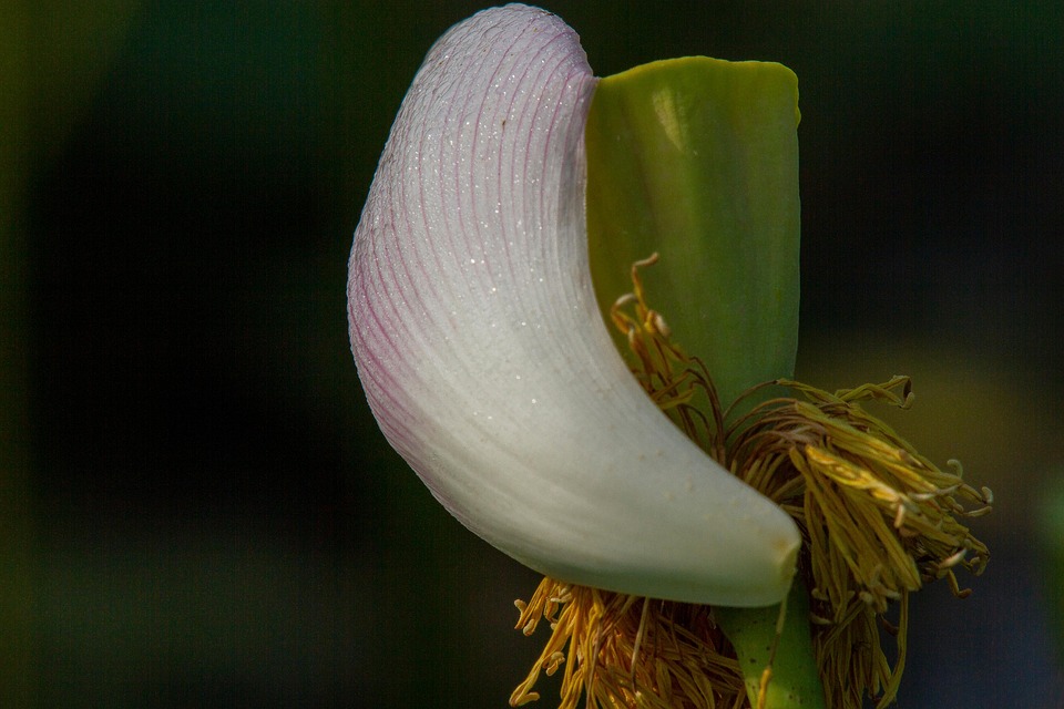 Lotus The Moment Of Dying - Free photo on Pixabay