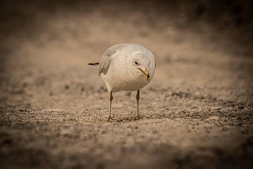 Free Seagull Bird photo and picture