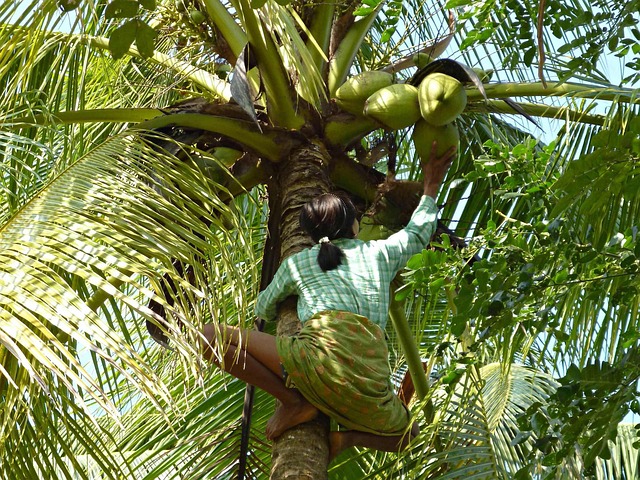 Free Coconut Harvest Woman photo and picture