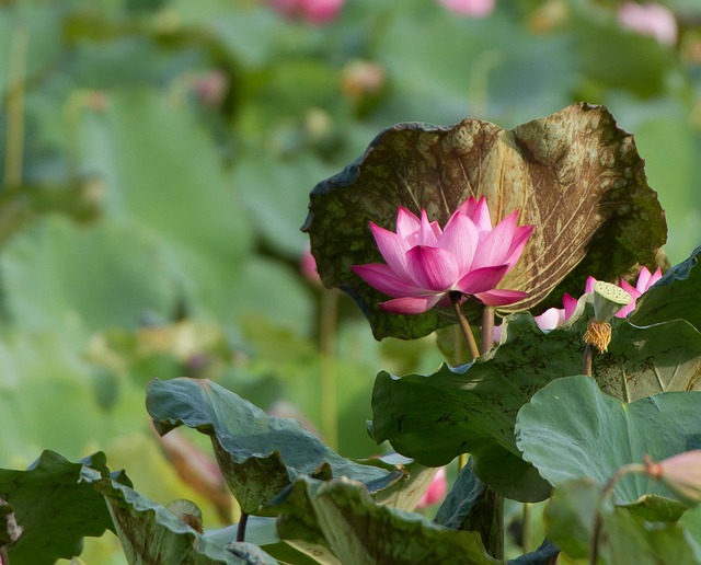 Free Lotus Flower Blooming photo and picture