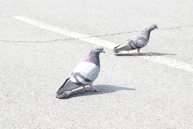 Free Pigeon New photo and picture