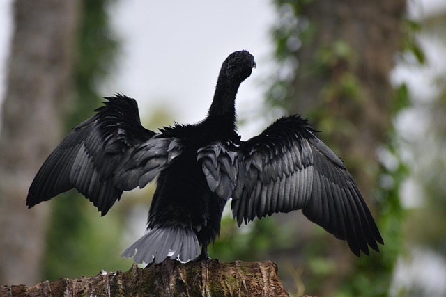 Kleine Aalscholver, Zeevogel, Vogel
